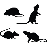 Selbstklebende Wanddekoration aus 4 schwarzen Ratten-Silhouetten