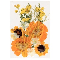 Getrocknete gepresste Blumen Mix Golden - Artemio - 12 Stk.